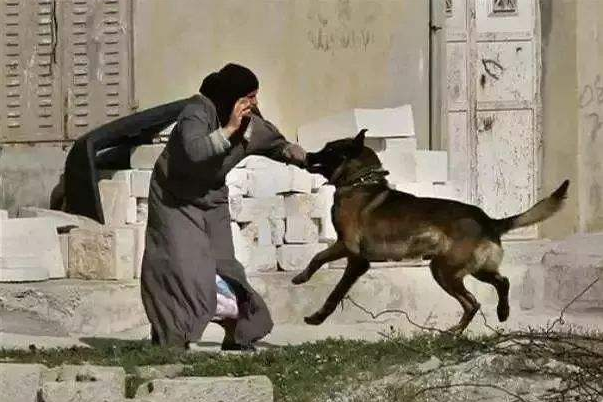 专业训狗师告诉你，为什么你家的狗狗总是喜欢拆家，到处大小便