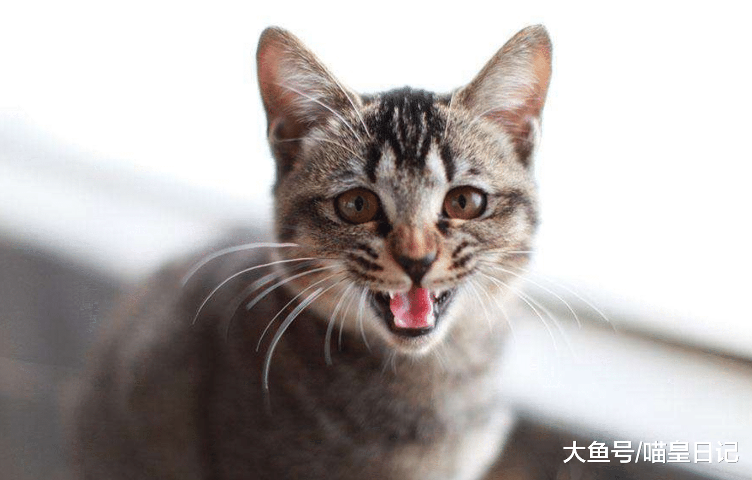 你知道你家的喵星人都討厭什么嗎？網友：討厭和自己爭寵的東西！