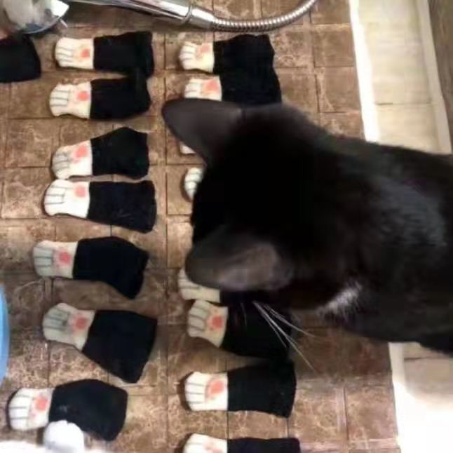 铲屎官把猫咪的“袜子”放在盆里后，猫咪陷入了深深的沉思