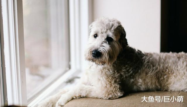 关节炎并不是老年犬才有，1岁狗狗也可能有！千万别错过这些现象