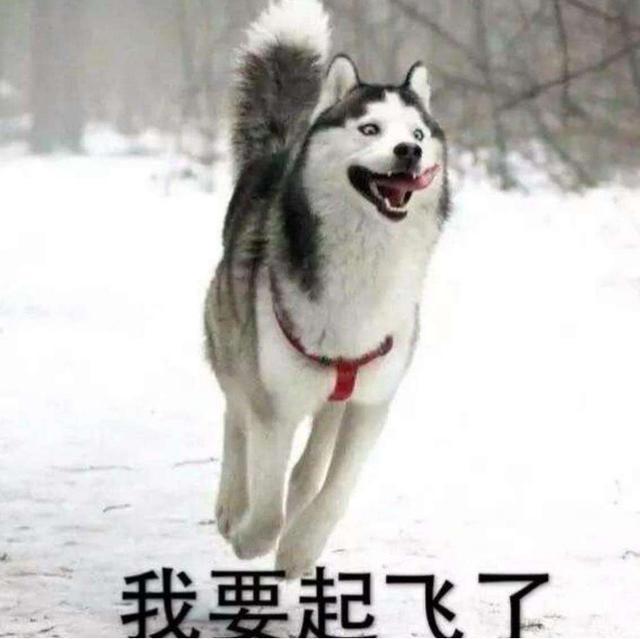 养狗，劝你不要养“二哈”，拆家捣乱只是其中一个原因！
