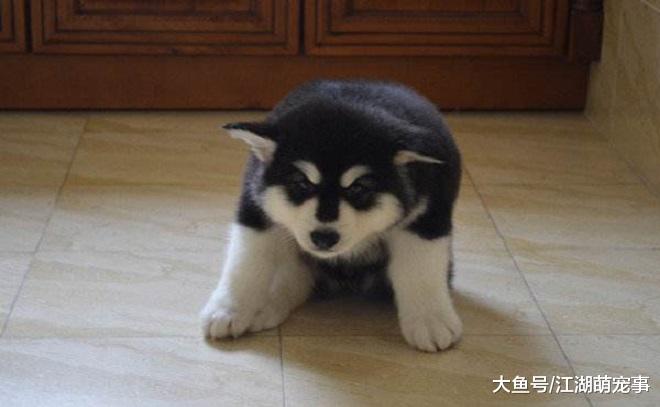 带你了解狗屎的6大危害，来做一个合格的铲屎