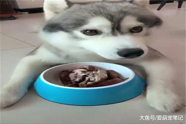 网友让哈士奇过来吃鸡肉，二哈却叼来尖叫鸡疯狂舔舐，这狗好纯啊