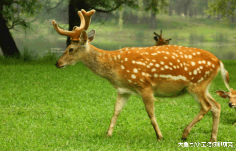 动物世界谁最漂亮？这5种就是代表！好多朋友喂养了
