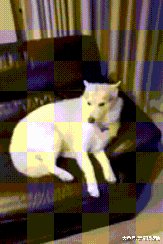 二哈撕坏窗帘被当场抓获，还妄图蒙混过关，可惜表情已经出卖了它