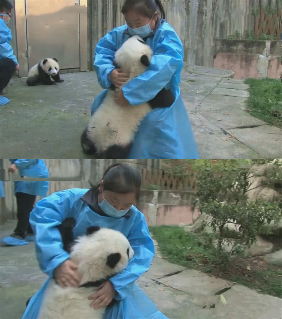 奶妈看见小熊猫，不停的摸熊猫的头，熊猫：再摸要成秃头了