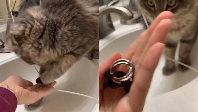 你以为养个猫只能伺候着？猫有很多你意想不到的用处哦！