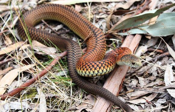 澳洲10大最致命的毒蛇，虎蛇第一，太攀蛇第二，你知道几种？