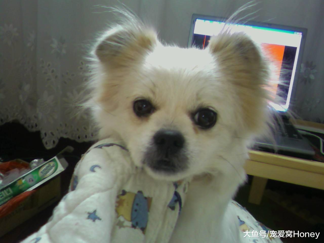 狗狗吃它自己的便便，怎么教都教不好，怎么辦？