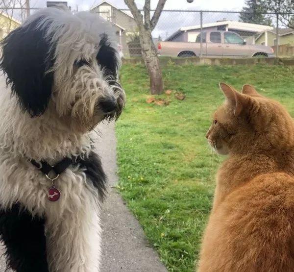 大橘猫每天拦路打劫古牧，抢人家粮，还夺人家床，霸道的很啊！