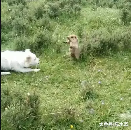 当土狗遇到了土拨鼠，这一刻绝对有种从未有过的熟悉感！