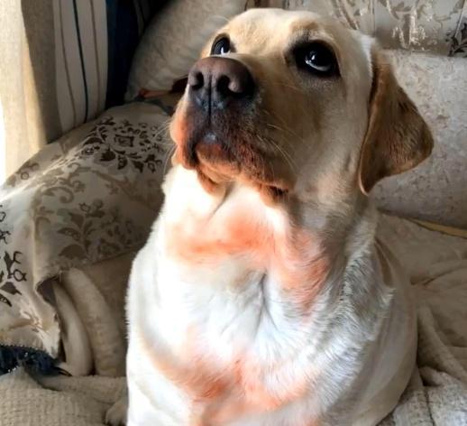 狗狗咬碎主人口红，高昂头颅不认错，狗：我没错，我在帮你试色