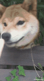 邻家二柴闻到香味就“一只狗头出墙来”，妹纸努力几周成功勾引