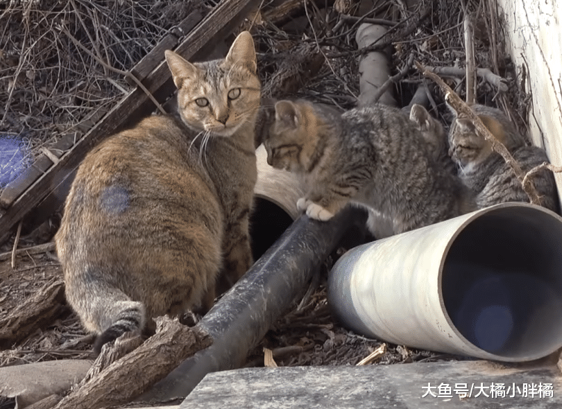 流浪猫每天蹲在店前讨食，除了烤肉啥都不要，小猫们真是被宠坏了
