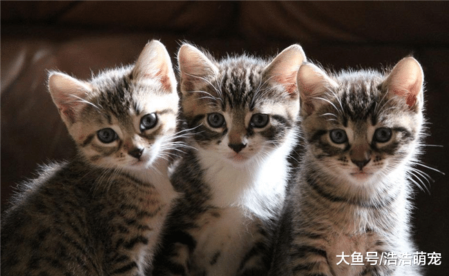 年假出远门的话, 家里的猫咪该怎么办? 方法有5个, 可以试一试