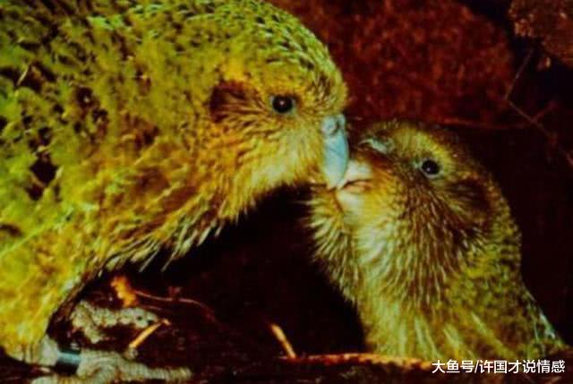 神奇鸟类不会飞行，可是寿命却十分长，属于极危物种！