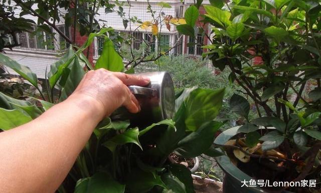 煮饭的时候，这个“水”留着别倒掉，用来浇花比施肥还要好