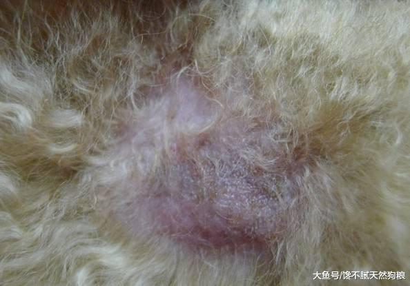 泰迪犬夏天才需要驱虫？一旦出现这5个症状，赶紧驱虫吧！