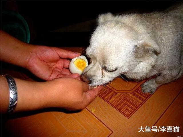 剪毛并不存在美毛功效，主人为提高爱宠毛发质量，还需从三点出发