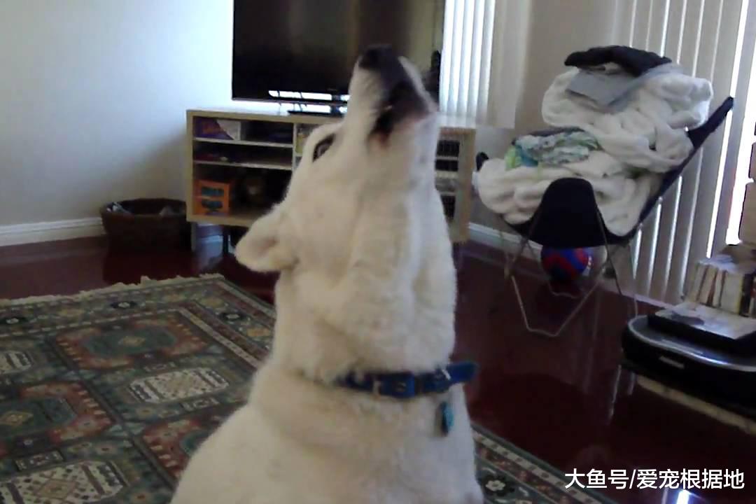 这年头，连哈士奇都有人遗弃？不能接受这5个缺点，请别养二哈