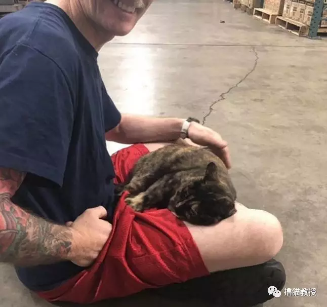 流浪小猫和消防员相亲相爱四年后，最近被一封匿名信打破了幸福