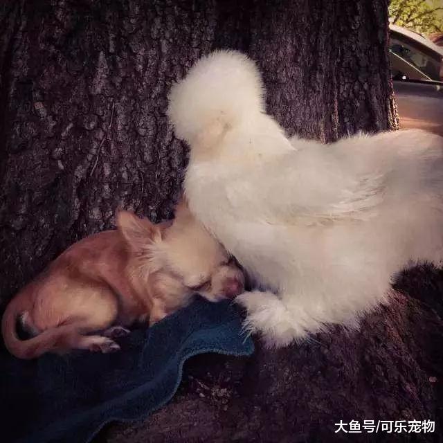 主人为残疾狗狗做了个轮椅，狗子能够重新奔跑，还和乌鸡成了朋友