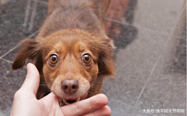 细解狗狗“咬人”的原因, 不想给狗咬, 劝你牢记这几点!