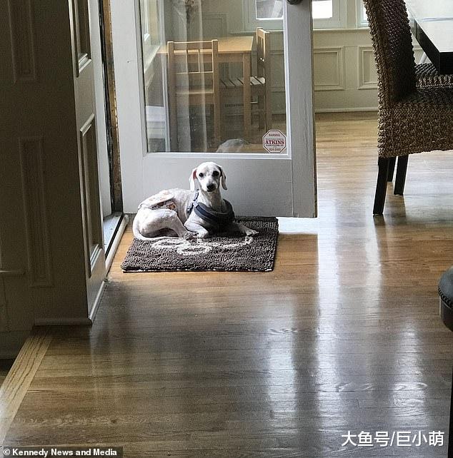 贵宾犬一直站着睡觉，不懂怎么躺下，它的身体还记得曾经的虐待