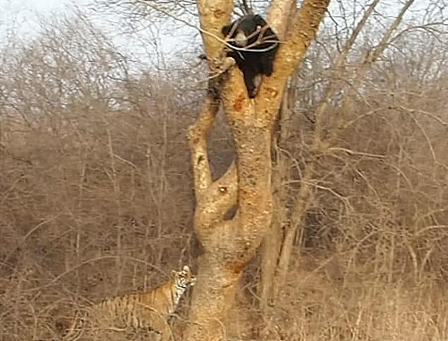黑熊在树上休息，老虎悄悄上树准备致命一击，森林之王颜面扫地