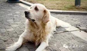 开豪车的女主人把狗狗丢弃，狗狗却原地等待一个月让人泪目！