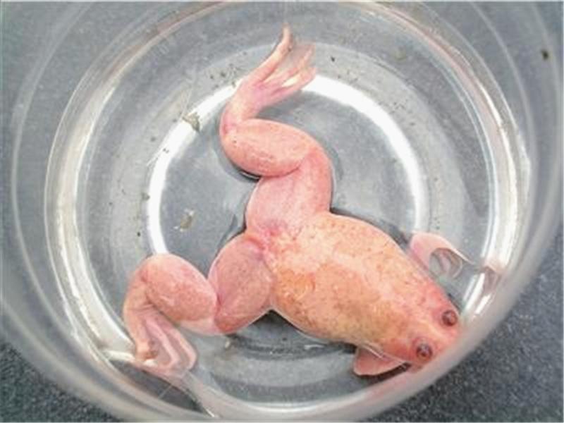 盘点三种长相怪异的生物，第二种头生“肿瘤”，第三没有皮肤？