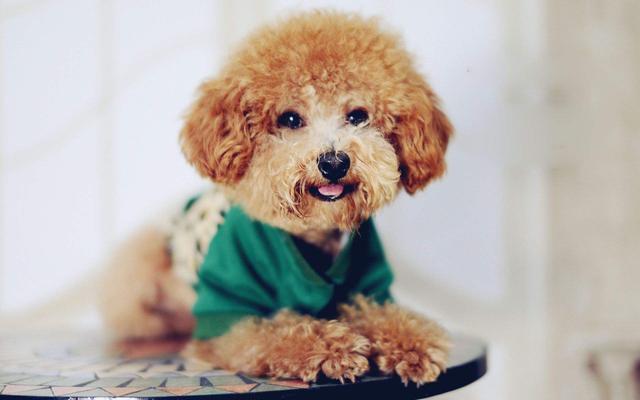 與比熊犬相比，泰迪犬更好，原因有5點！