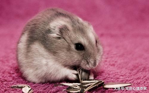 适合懒人养的5种宠物，不但好养还易清理，最后一种比人还懒