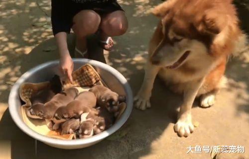 阿拉生了7只宝宝，却被主人用脸盆装着玩，汪：玩够了没？