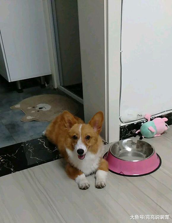 柯基胆子小？它自己在家很轻松，主人在家时的状态就不一样