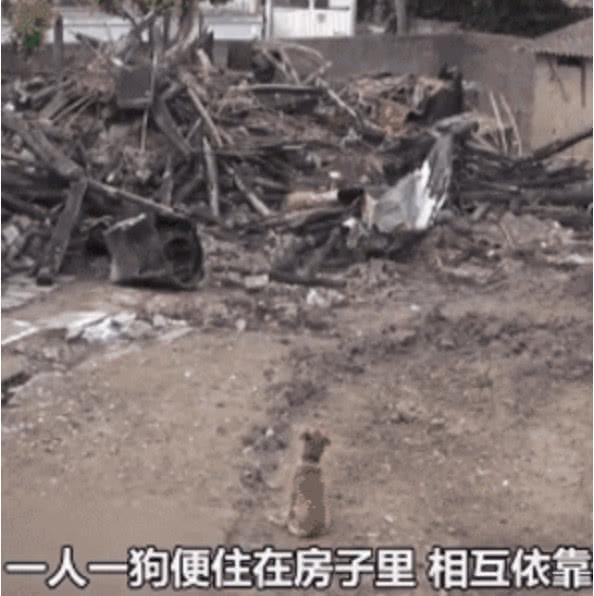 感动! 善待动物自然会有回报, 狗狗受伤依然坚持等待主人回家!