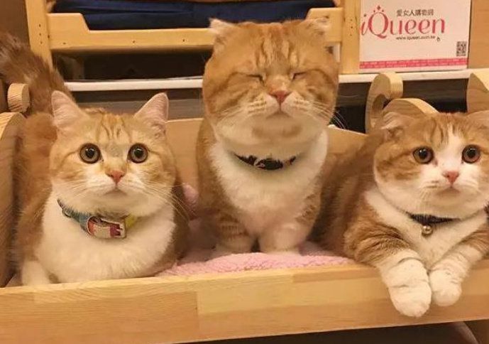 巴基斯坦网络直播开会，忘了关猫咪滤镜，好可爱哦