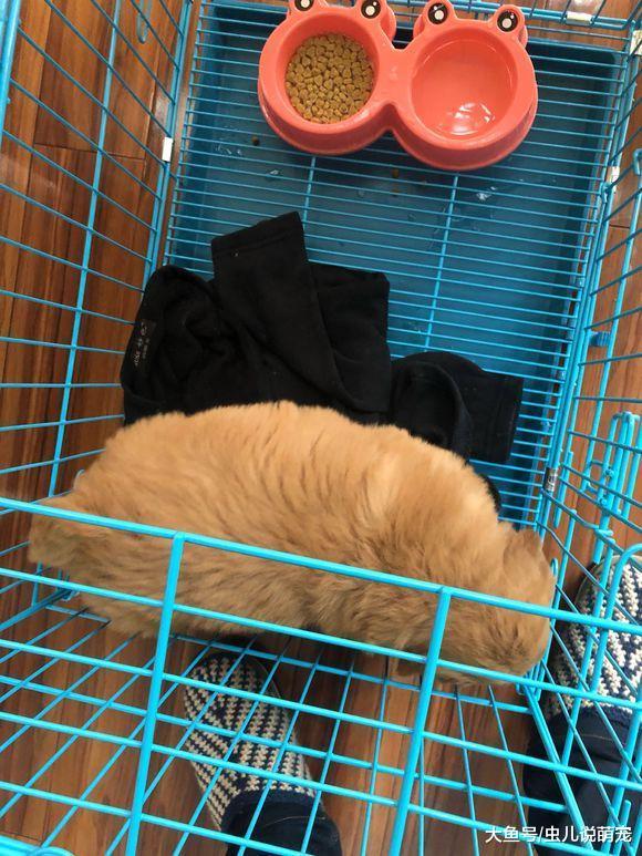 網友剛剛把金毛給接回來，它膽子很小，一直在籠子里不出來