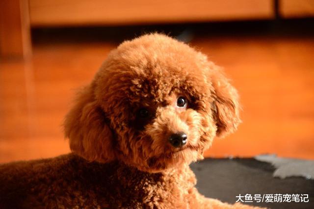 当初不让网友养泰迪的老爸，如今每天都要给它喂大鱼大肉，好羡慕