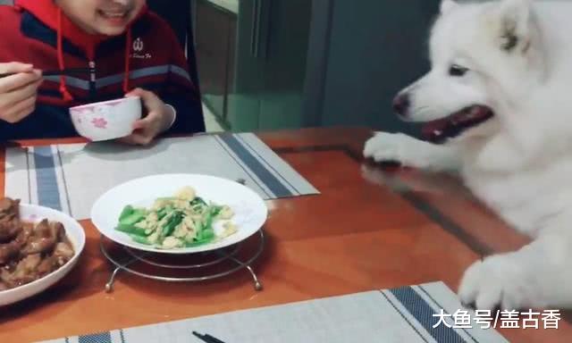 萨摩耶为了吃的亮出“杀手锏”，把主人“萌倒”忍不住大笑