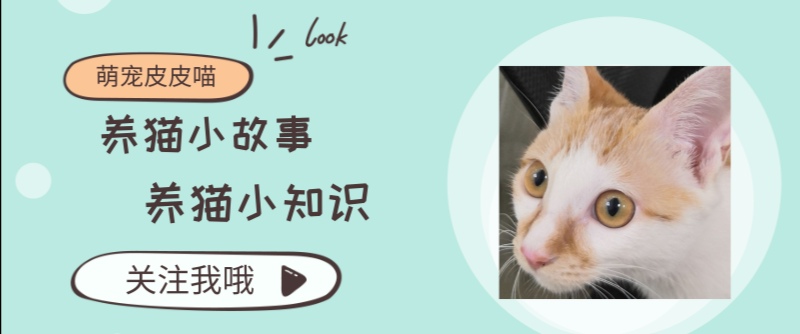 猫粮又双出问题啦？到底是天灾还是人祸？铲屎官一定要看哦