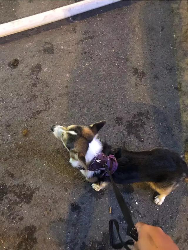 从人的营养学看猫狗粮，为什么人吃的和猫狗的加工食品都影响健康