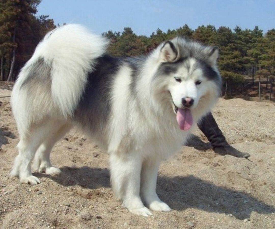 女子养阿拉斯加犬，原来是为了脱单