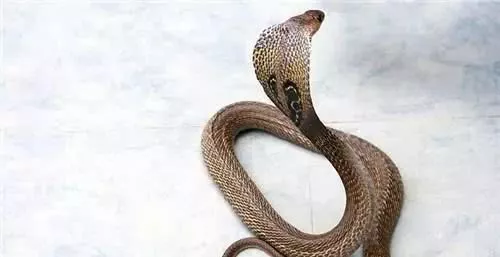 世界上十大最毒生物：欧阳锋来了也得“甘拜下风”