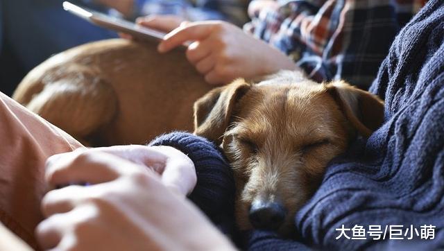 狗狗为什么喜欢坐在主人脚上？这五个理由，你觉得是哪个