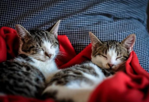 宠物咖啡店等火爆的背后, 是猫咪和狗子们积蓄已久的精神压力...