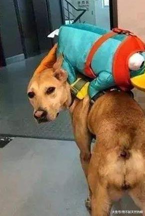 狗狗对你如果有这6种行为，说明它已经记恨你了，你有中招吗