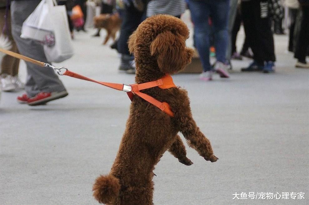 帶狗狗作揖拜年很有趣？別再訓練狗狗直立行走了，可愛最終變傷害