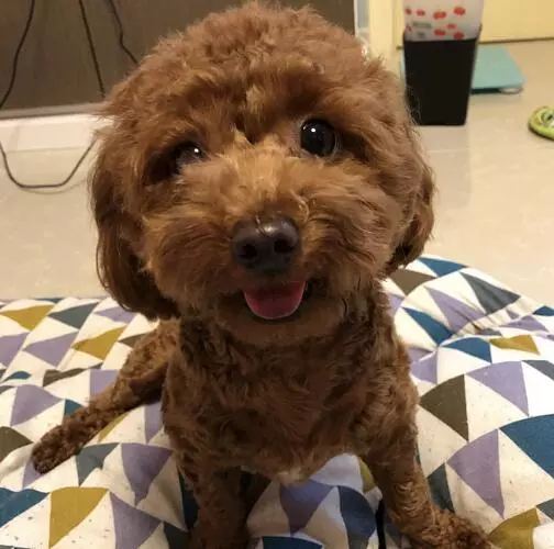 这种常见的宠物狗智商有多高？网友：几乎是无障碍交流！