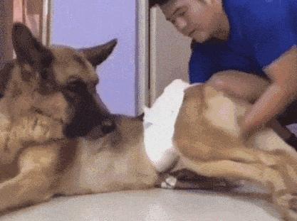 狗狗衰老的5个表现，说明它的生命进入“倒计时”！